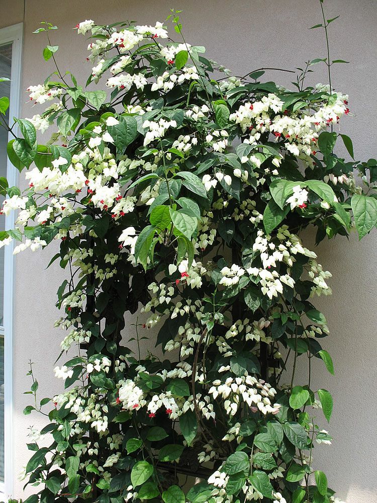 ~BLEEDING HEART~ Rooted Starter Plant~ Clerodendrum thomsonia~White & Red Blooms