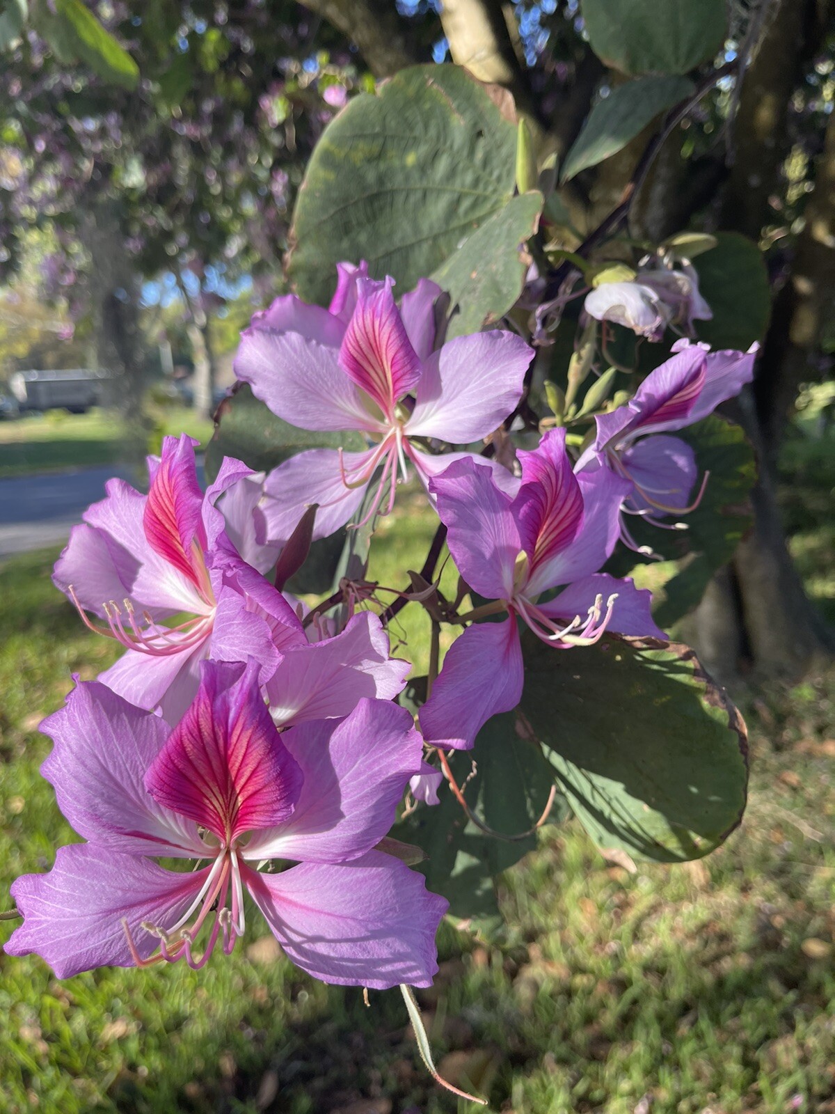 Guaranteed To Grow Orchid Tree (Bauhinia Purpurea) Seeds- Florida Homegrown