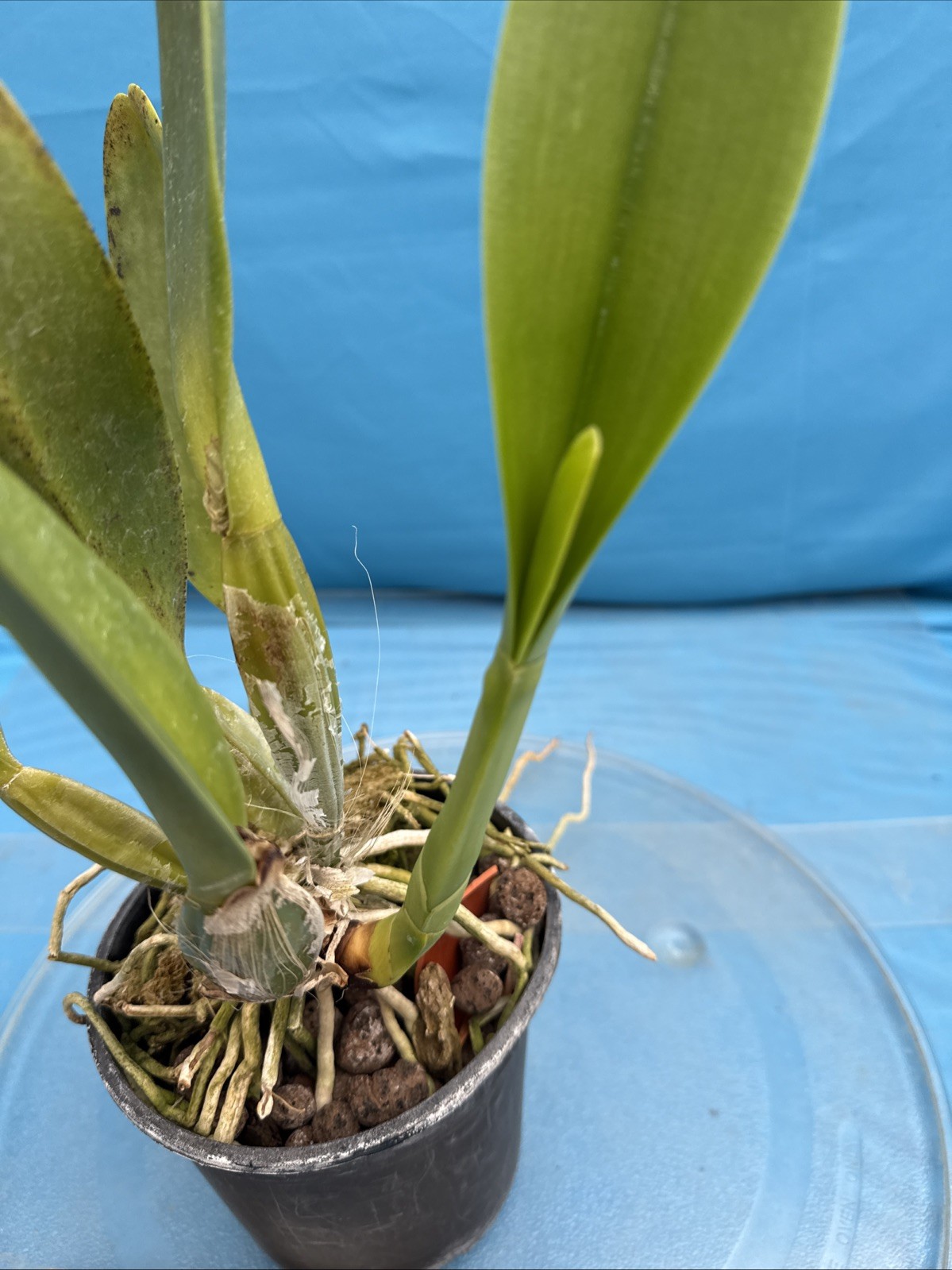 Cattleya Rlc Shinaphat Diamond White Yellow BS Orchid With Sheath 5.5” Pot