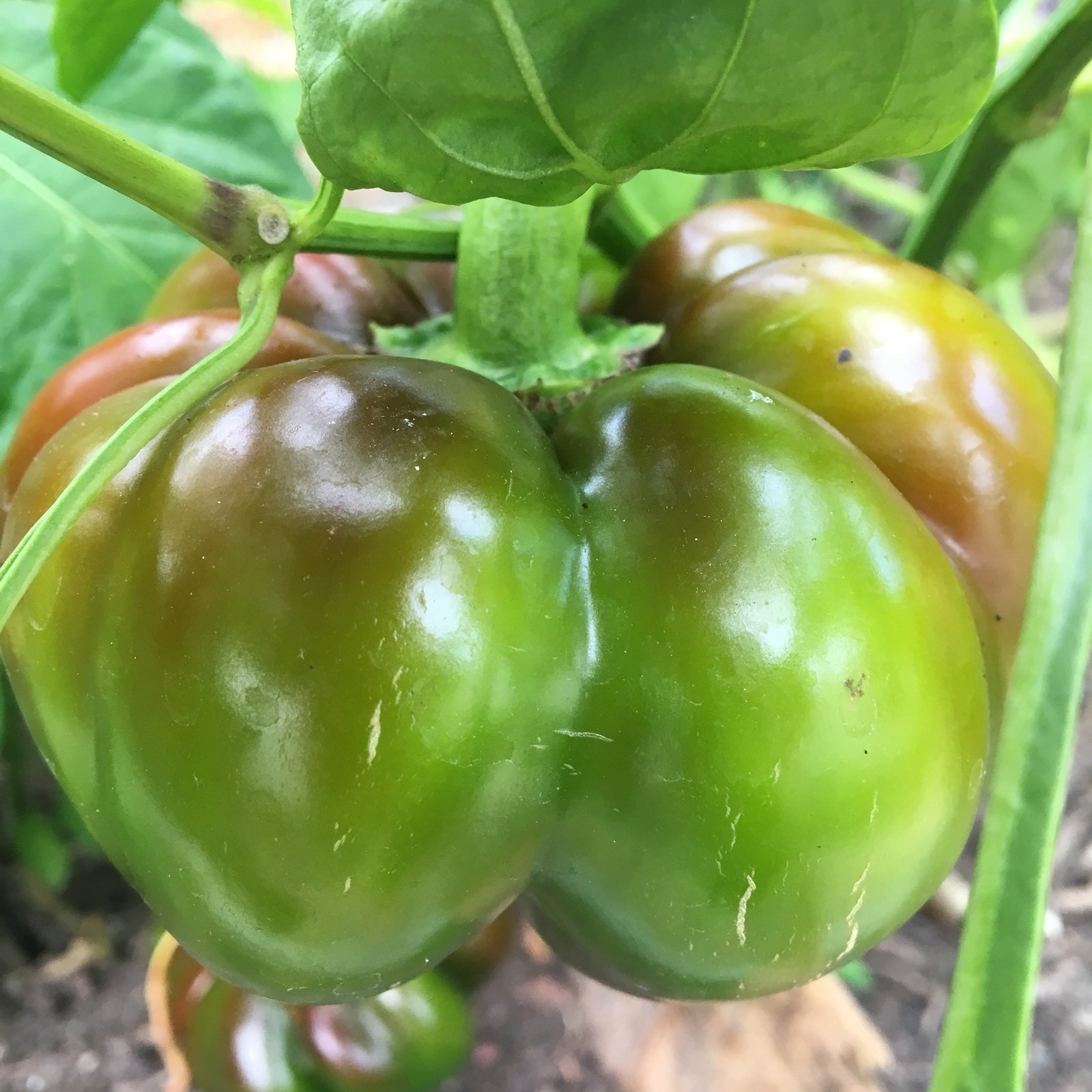 10+ Ruffled Pimento Pepper seeds (organic chili, chile) Great for Stuffing