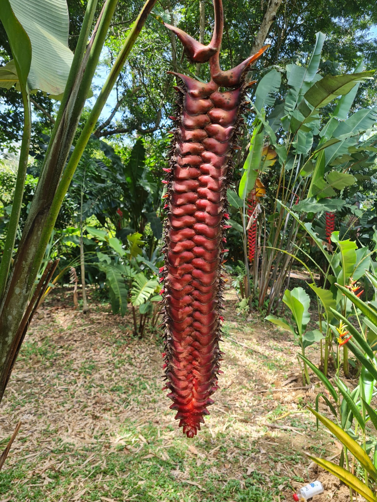 HELICONIA MARIAE BEEFSTEAK LIVE RHIZOME TROPICAL PLANT