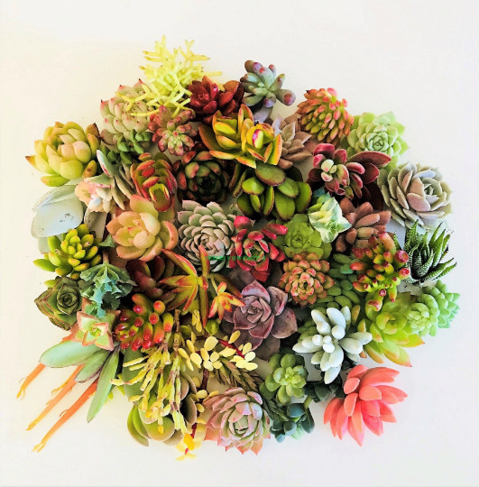10 Assorted Succulent Cuttings Clippings for Dish Garden Terrariums Mini Fairy