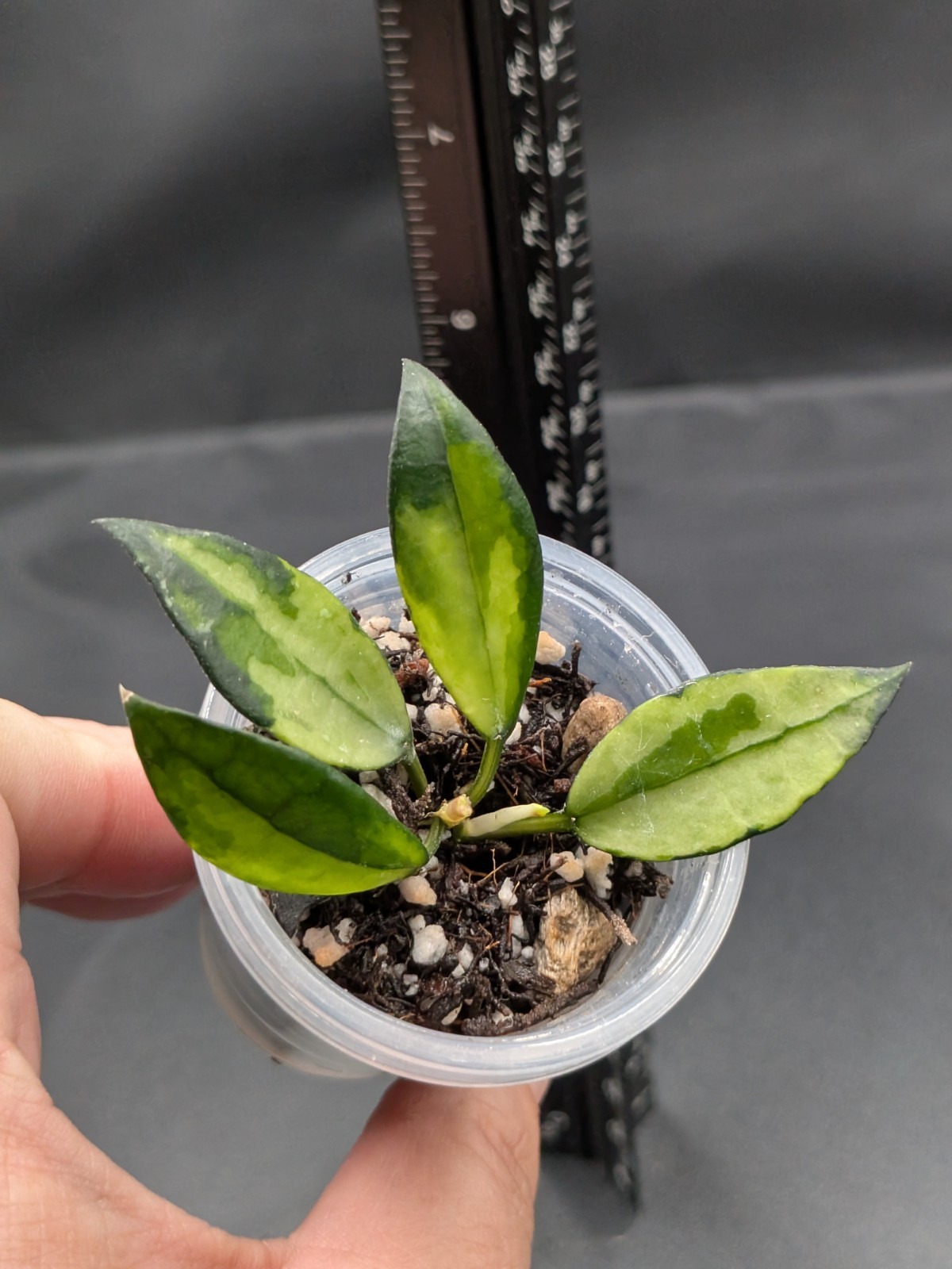 Hoya Lacunosa Platano- Newly/Lightly Rooted, New Growth Point, High Color!