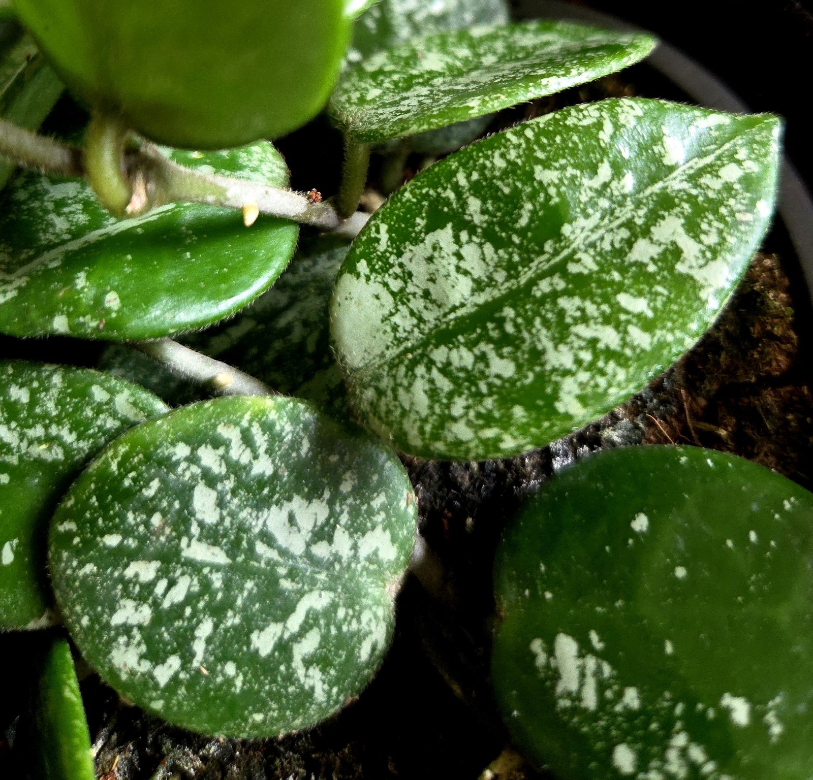 RARE Hoya Splashy Carnosa X Serpens 18″ Long No Monstera Philodendron Anthurium