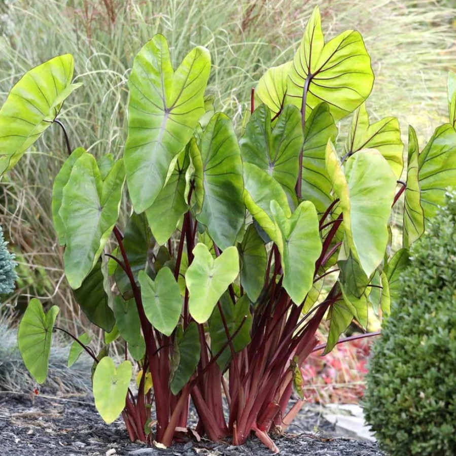 Live Hawaiian Punch Colocasia Plant – 6–15″ Tall – Ship No Pot – Elephant Ear