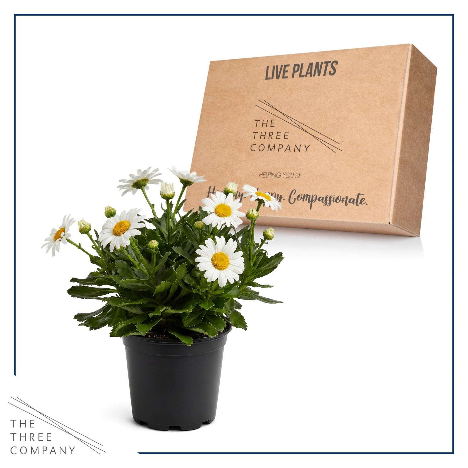 Live Shasta Daisy Perennial Flowers – 2 Pack, Blooms Spring & Summer, 10″ Tall
