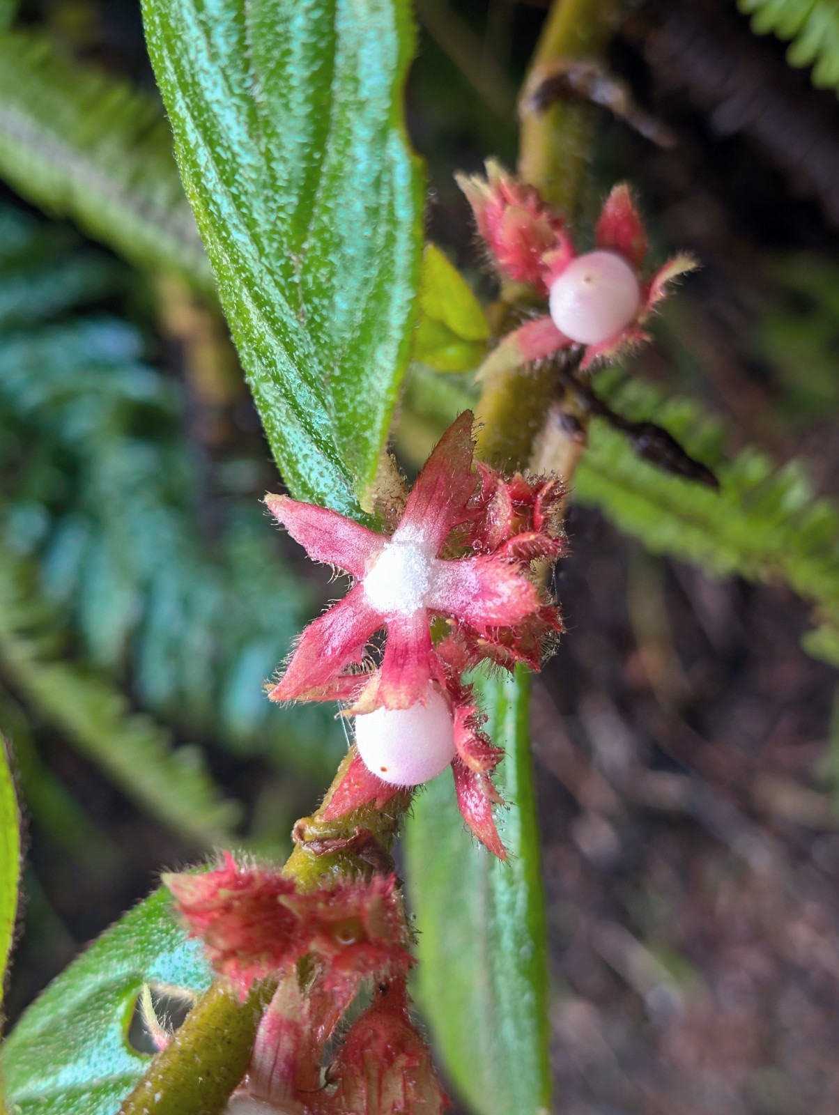 xTwo 4″ inch long bare Cuttings : Pink Columnea Vine exotic look needs humidity