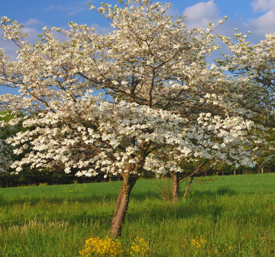 Live White Dogwood Tree – Cornus florida – 6–8” Tall – Deciduous Tree