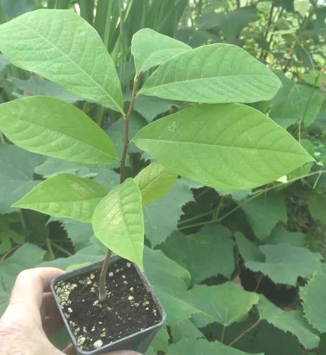 PawPaw Trees 7.95 ea.