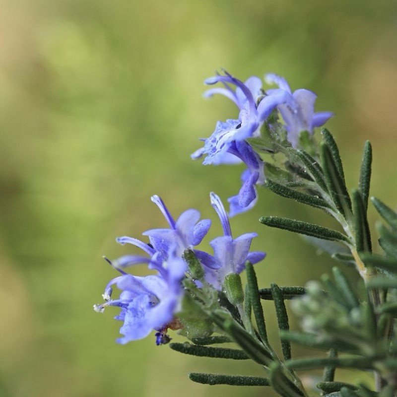 Tuscan Blue Rosemary Plant 4” Pot – Live Culinary Herb – Organic Rosemary Plant
