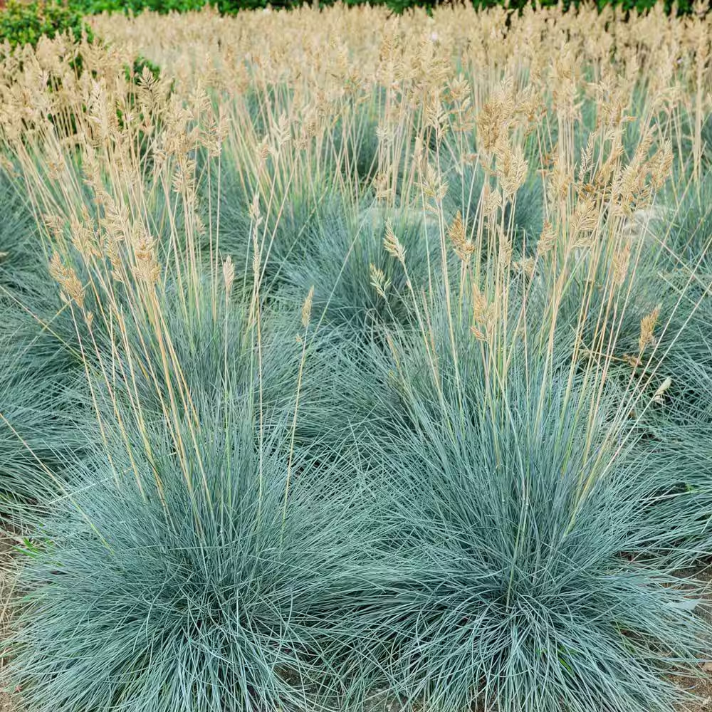 4 In. Elijah Blue Fescue Grass Plant (3-Pack)
