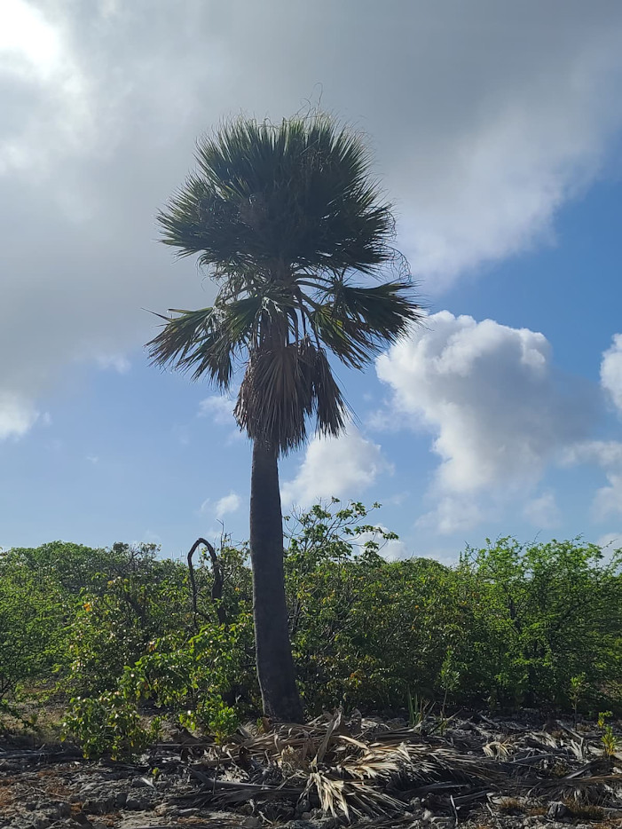 Sabal lougheediana – Extremely Rare Bonaire Palm | Conservation Grown | 1-Gallon