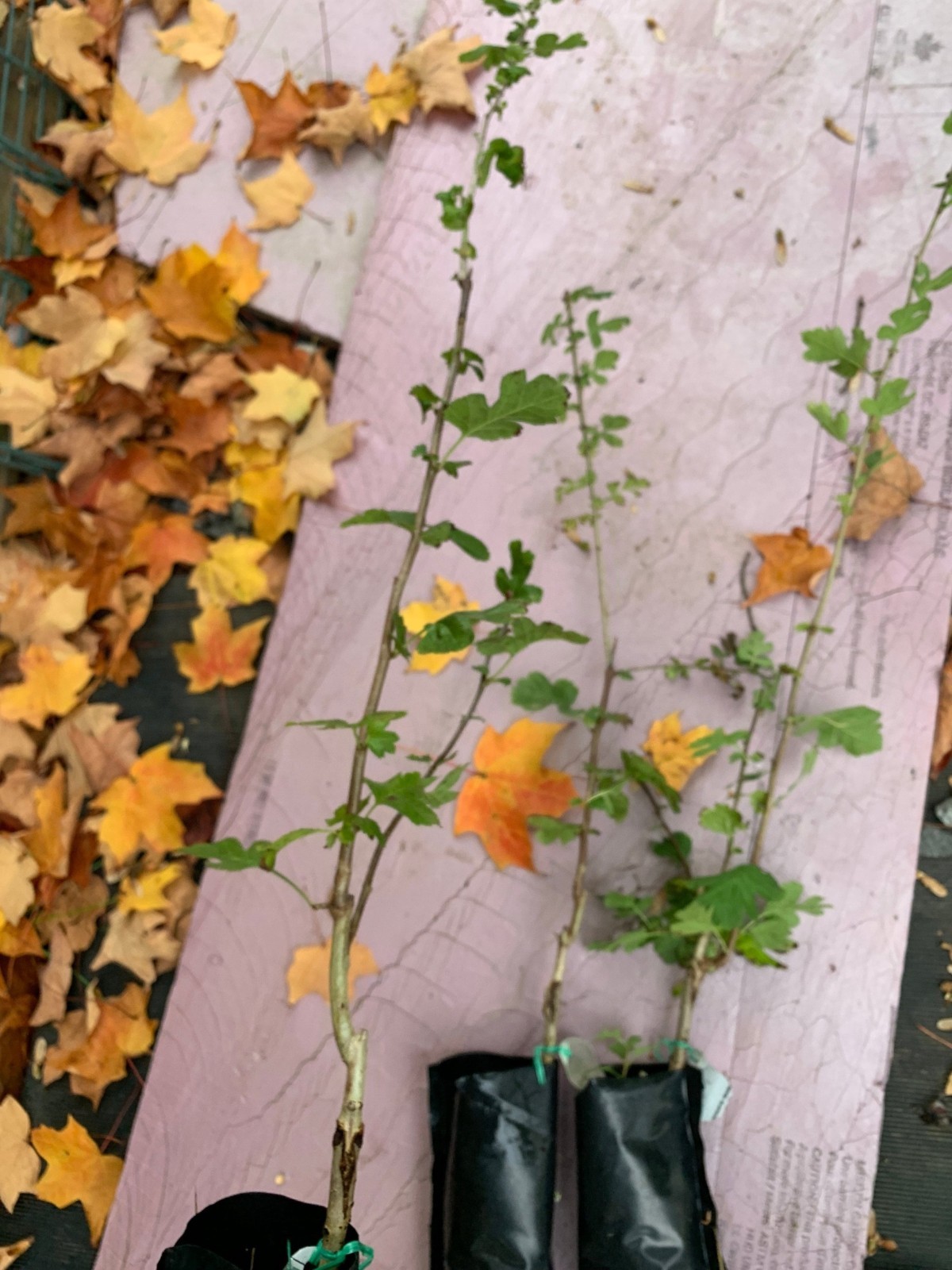 24-36″ tall Golden Girl black hawthorn (Crataegus sp.) 2 year old grafted plant