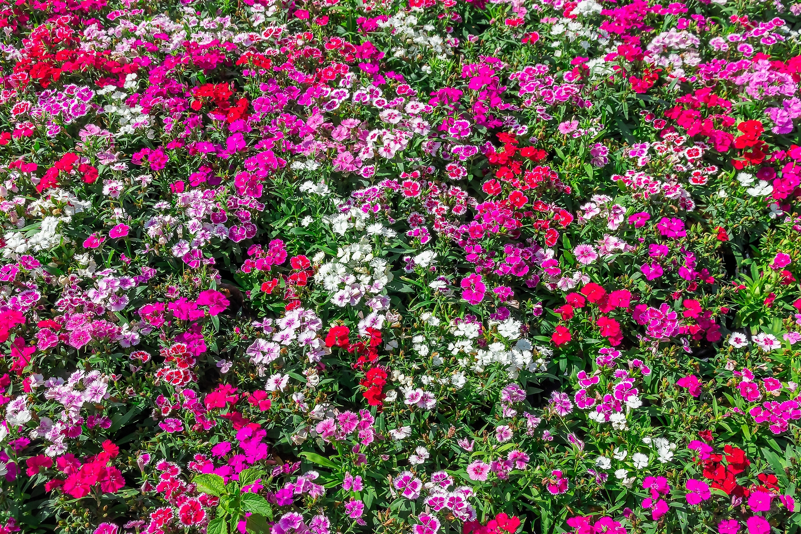 500 MIXED CHINESE PINKS China Rainbow Pink Dianthus Chinensis Bicolor Flower See