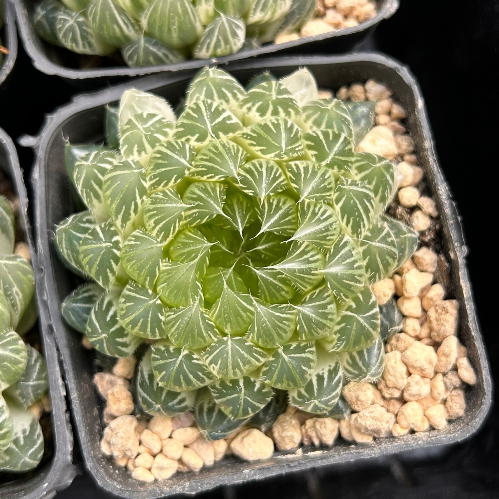 2.5” Haworthia Cooperi Butterfly Variegated, Live Succulent Plants,Rare Plants