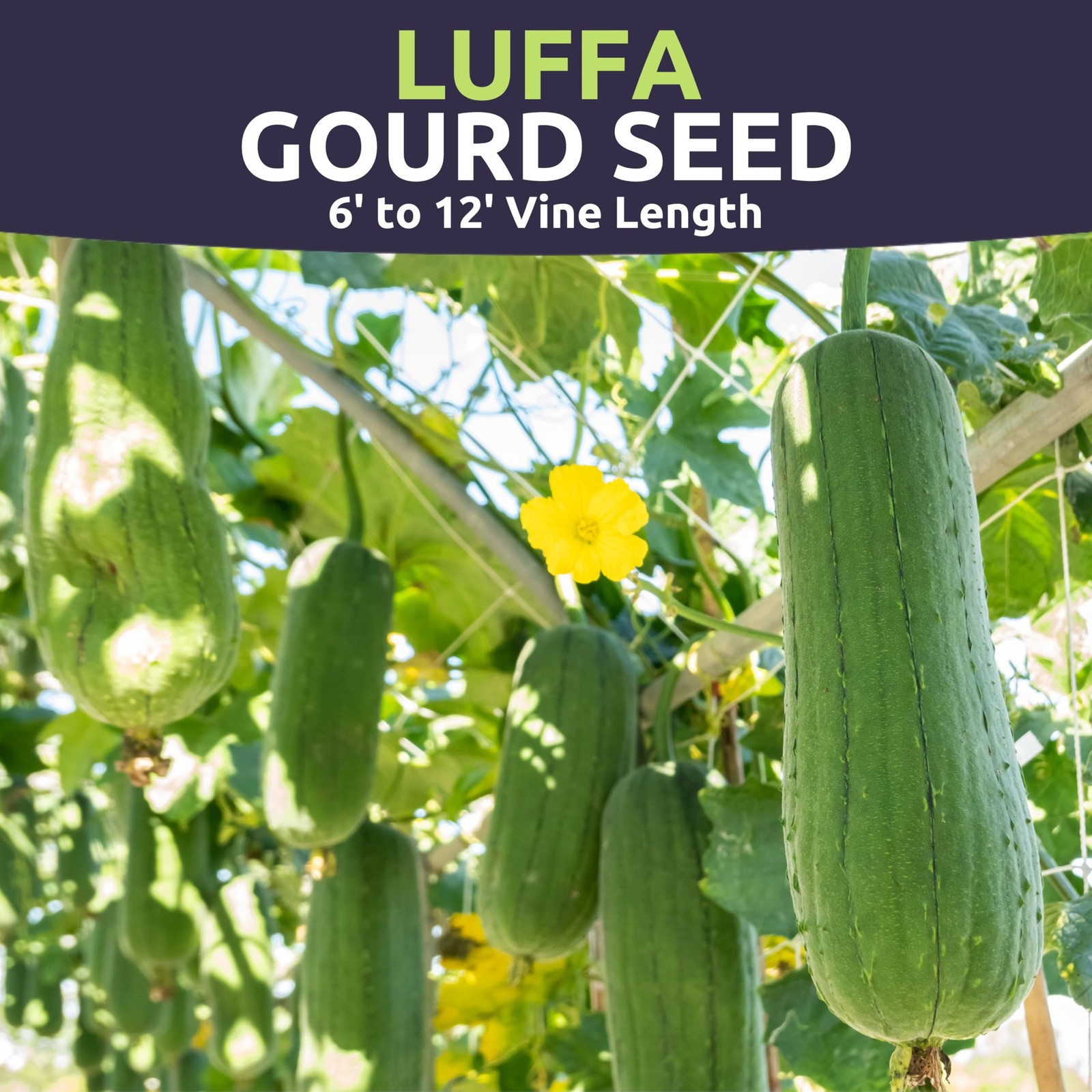 Luffa Gourd – Large 2,500mg Envelope – 25 Flower Seeds for Planting – Luffa…