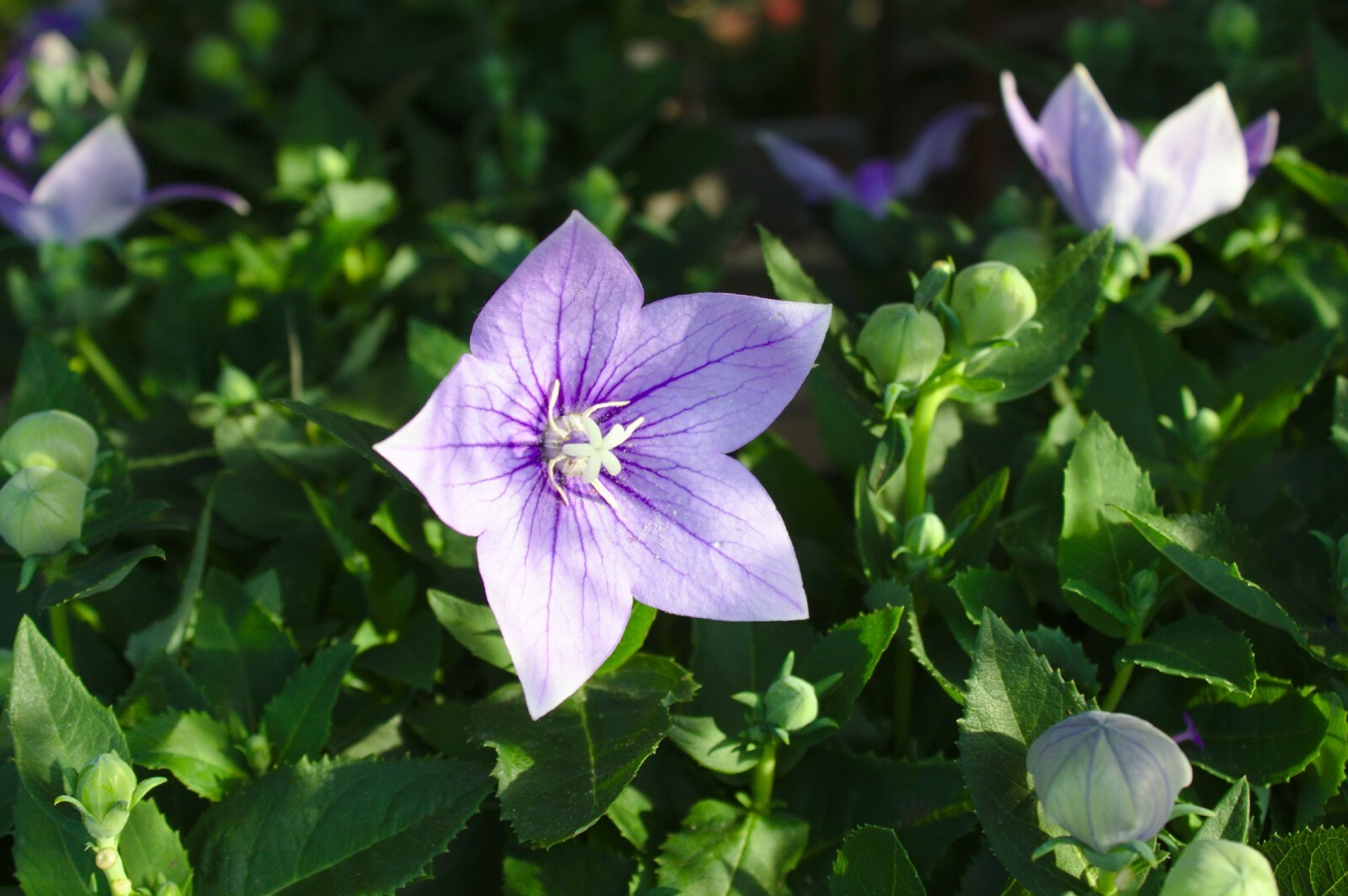 Balloon Flower Toraji {Platycodon grandiflorus}50+seeds Free Shipping! US seller