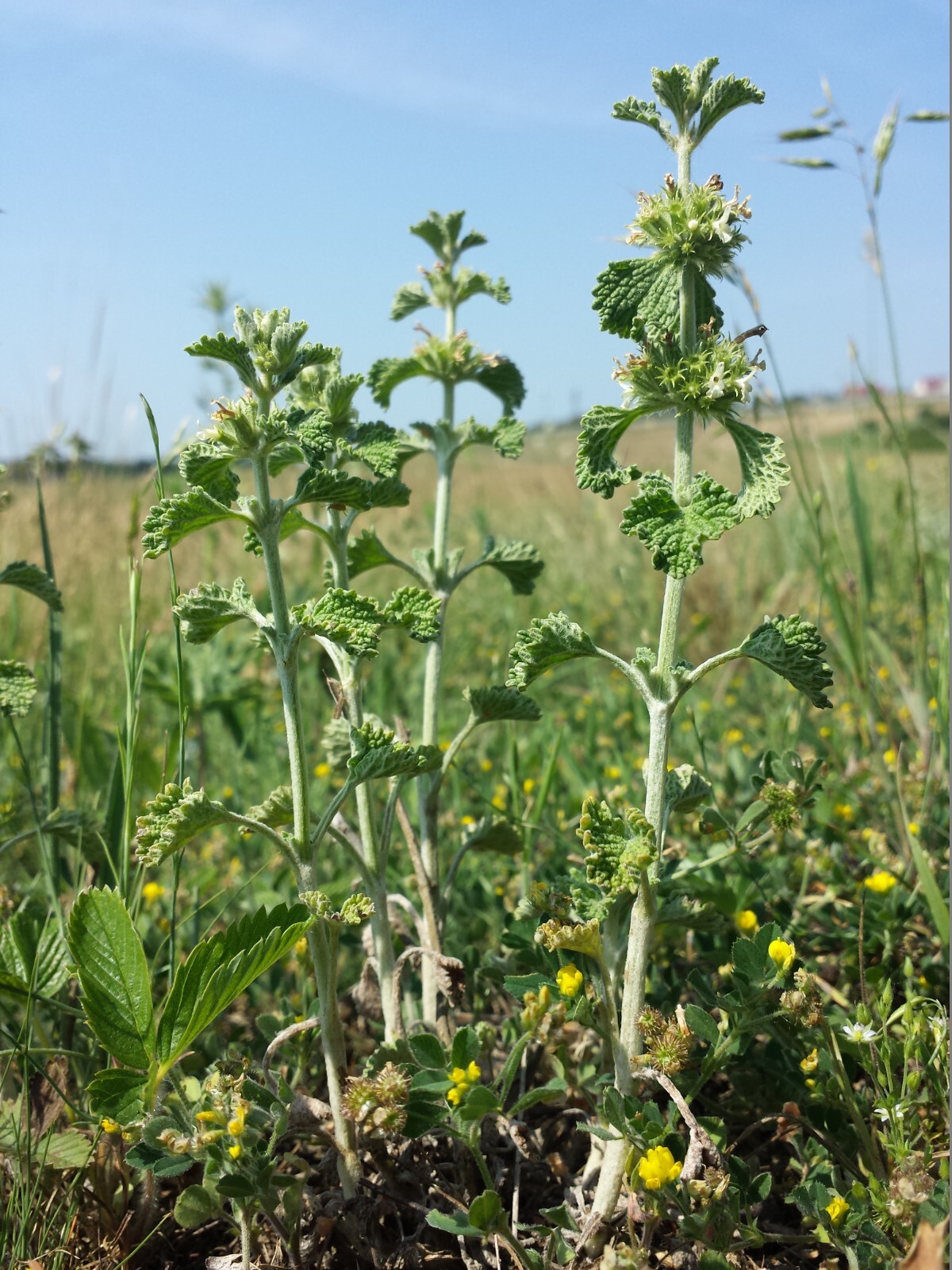 Horehound Seeds – Marrubium vulgare Seeds – Easy to Grow! – Multiple Quantities
