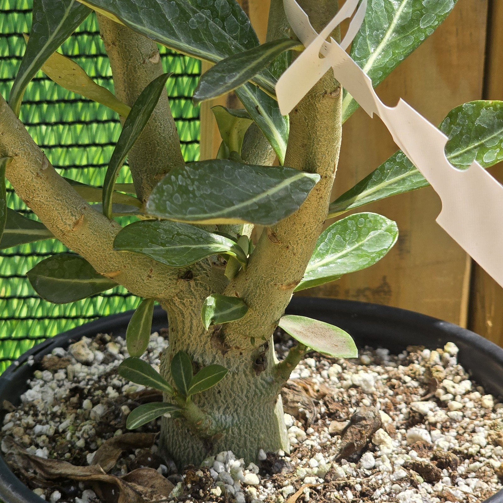 B129: Adenium Obesum Desert Rose Live Plant Rosa Del Desierto Original From Seed