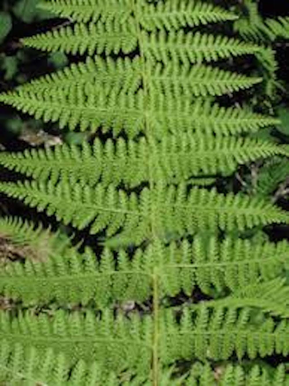 10 Hay Scented Fern Bare-root Dennstaedtia punctilobula