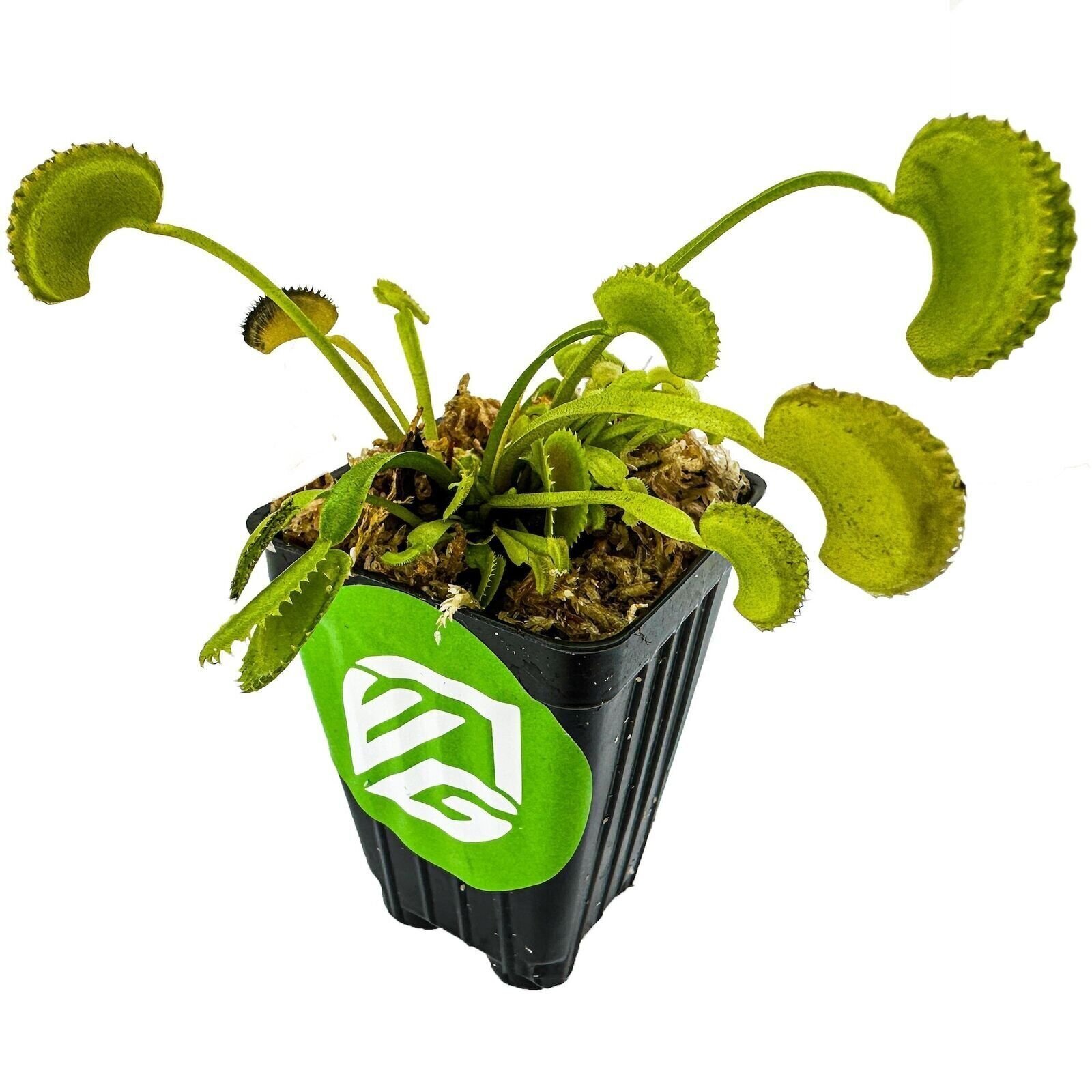 Dente Venus Fly Trap Carnivorous Plant – Dionaea muscipula