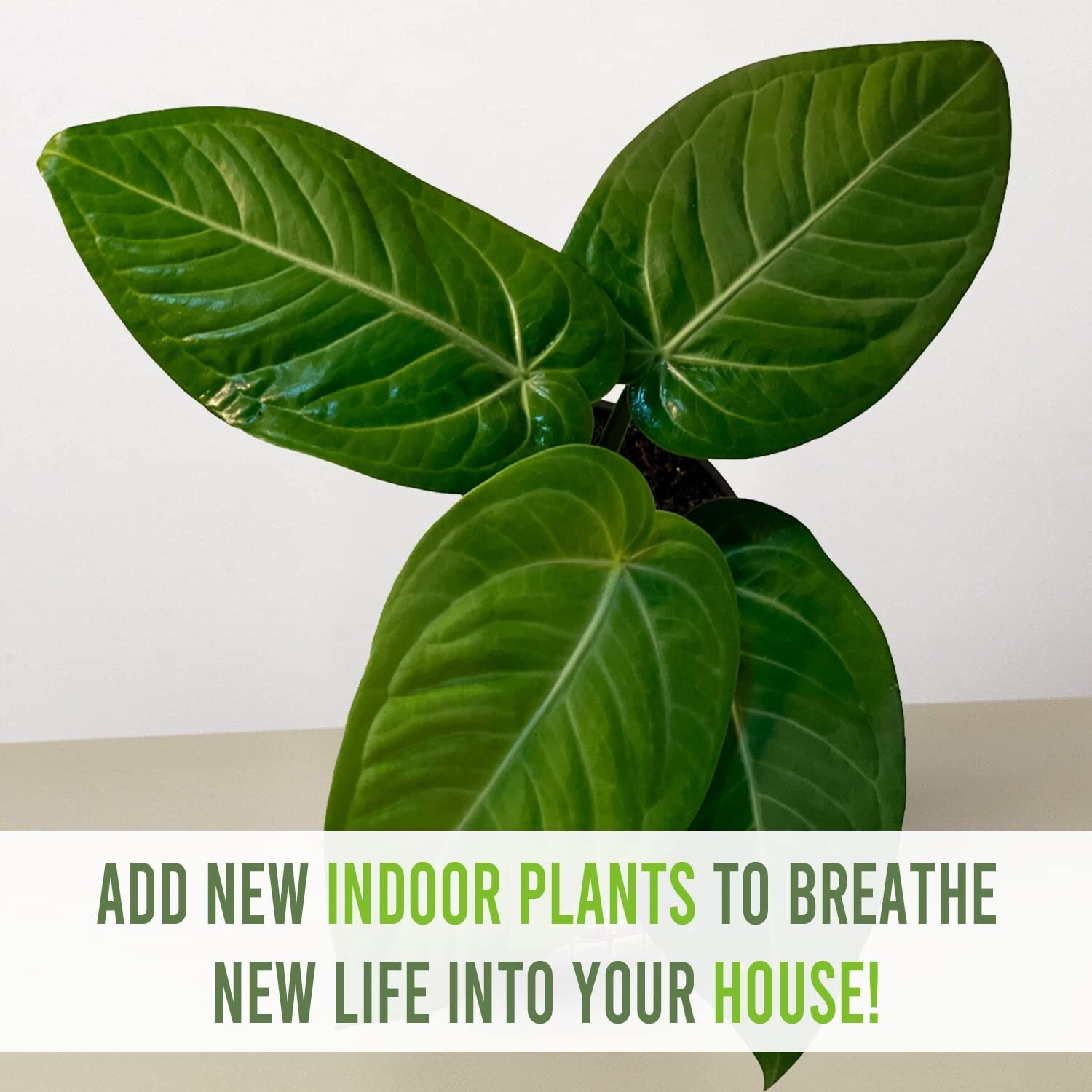 Anthurium Villenaorum by LEAL PLANTS ECUADOR |Green Live House Plants for Indoor