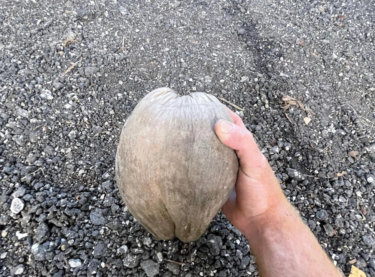 🥥 1 Dwarf Green Malayan Coconut Seed – Tropical Edible Palm – Unsprouted