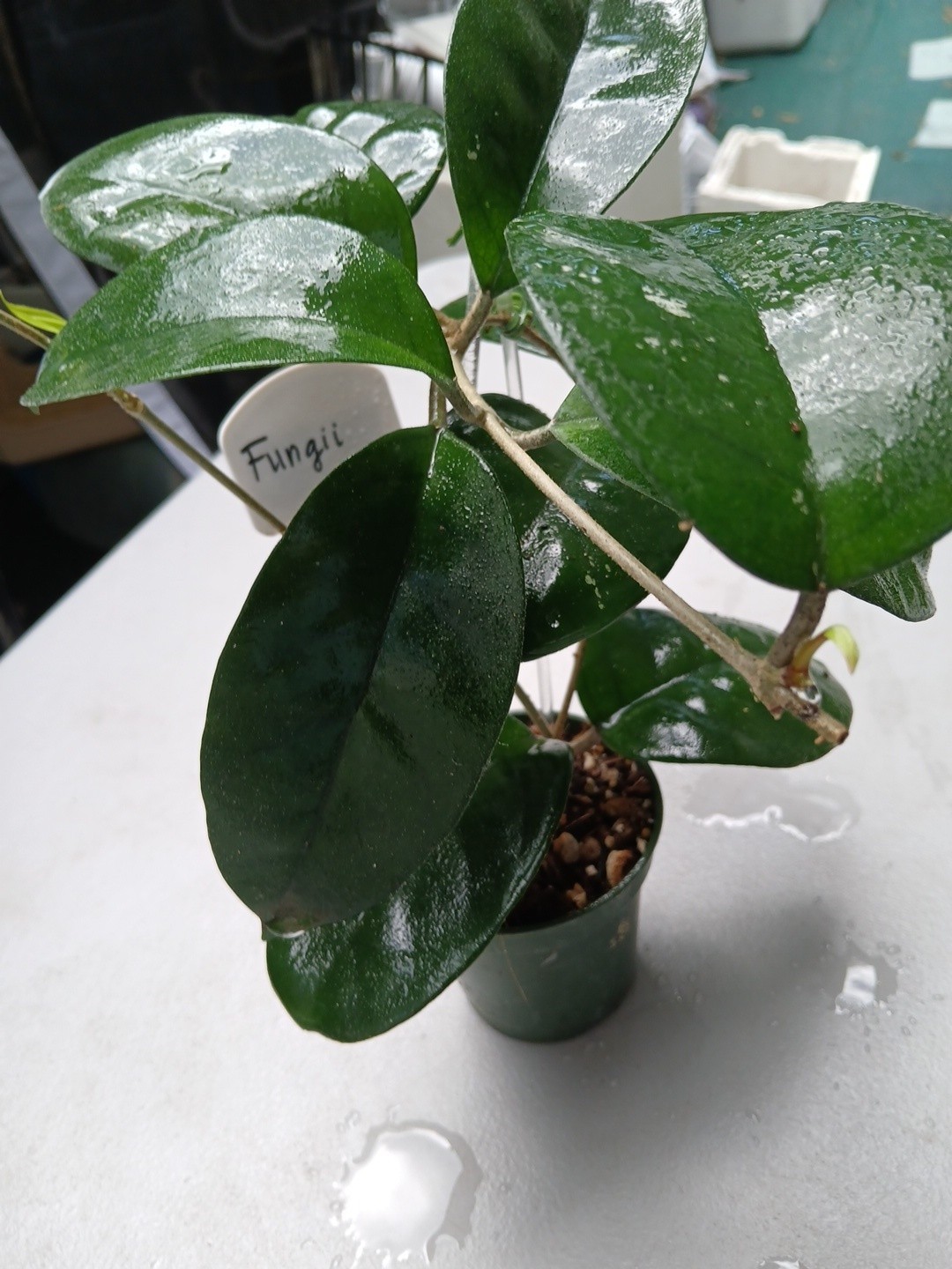 #379- HOYA FUNGI I LIVE PLANT, LARGE LEAF, LARGE PLANT,