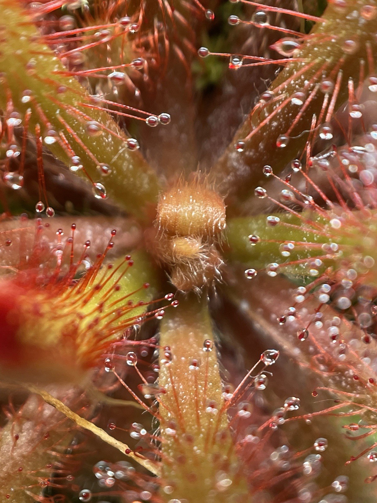 2026 Seeds- Drosera Venusta, Subtropical Sundew. Carnívoro Plant Seeds