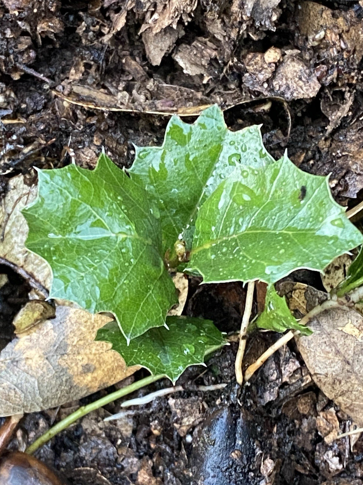 Native Californian Baby Trees- Interior Live Oak Seedlings- Quercus Wislizeni