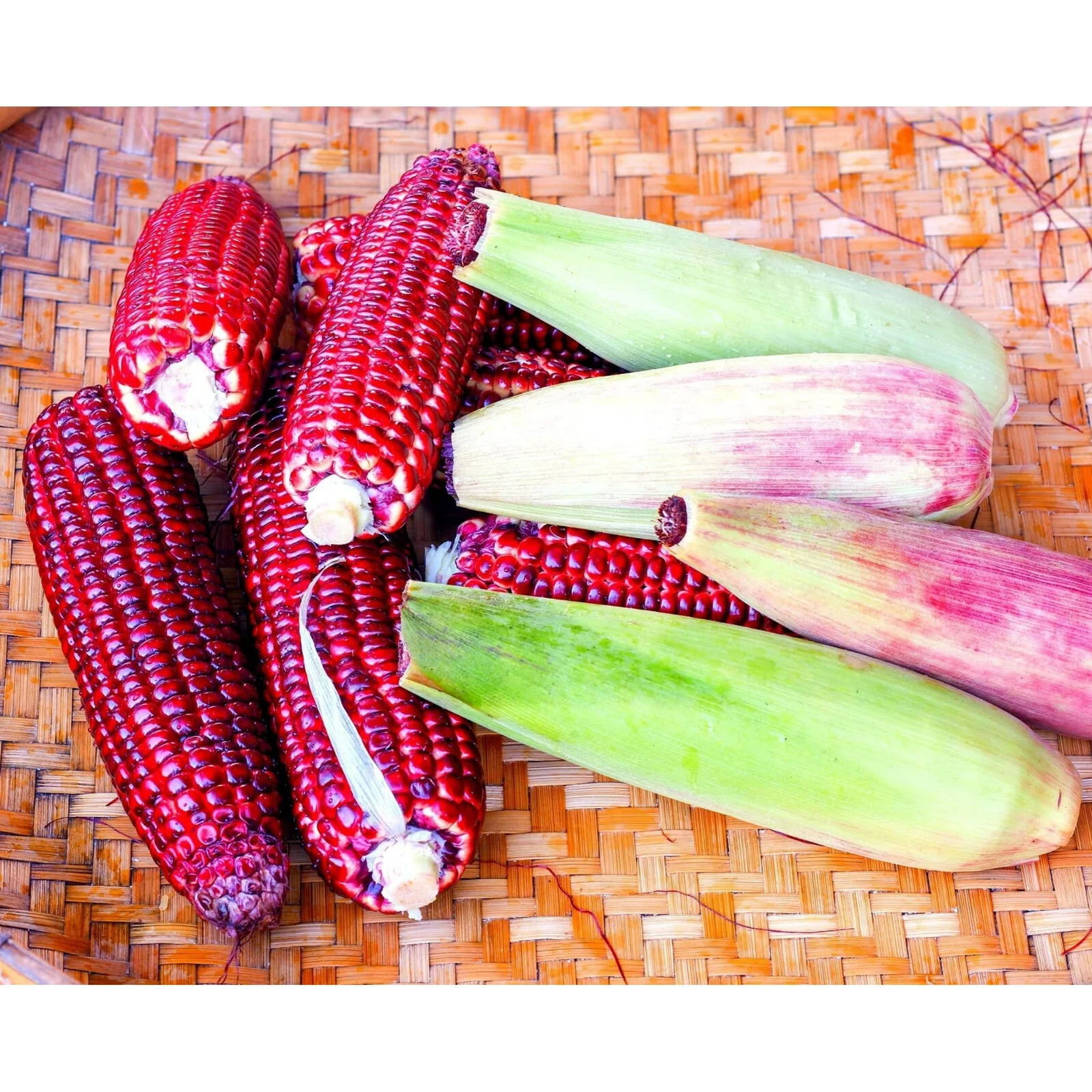 50pcs Bloody Butcher Corn Heirloom Seeds – Non-GMO, Open-Pollinated