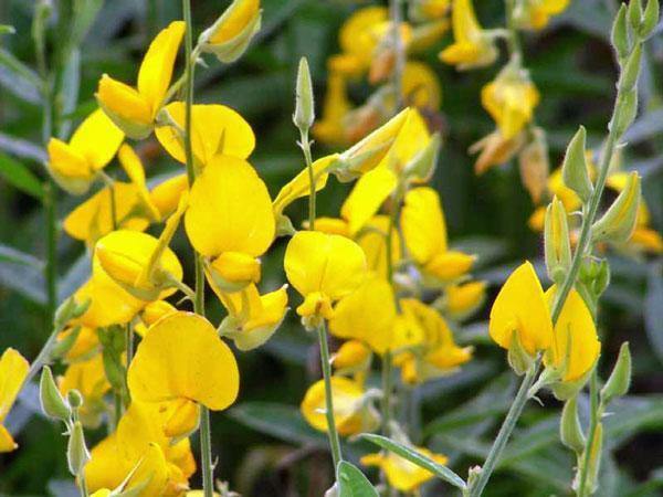 Crotalaria juncea | Sunn Hemp | 10 Seeds