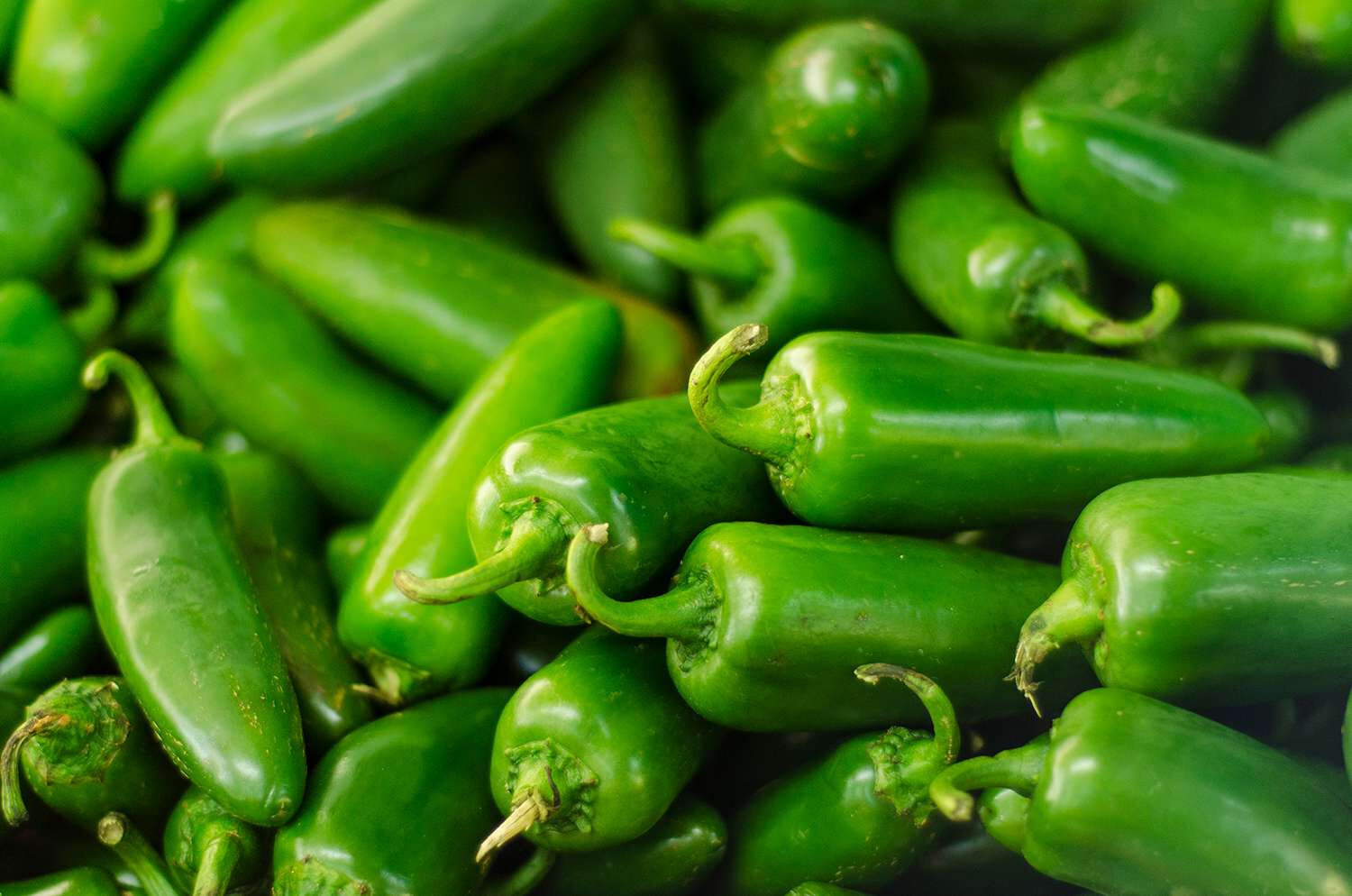 50+ JALAPENO PEPPER SEEDS NON-GMO FRESH FOR YOUR GARDEN