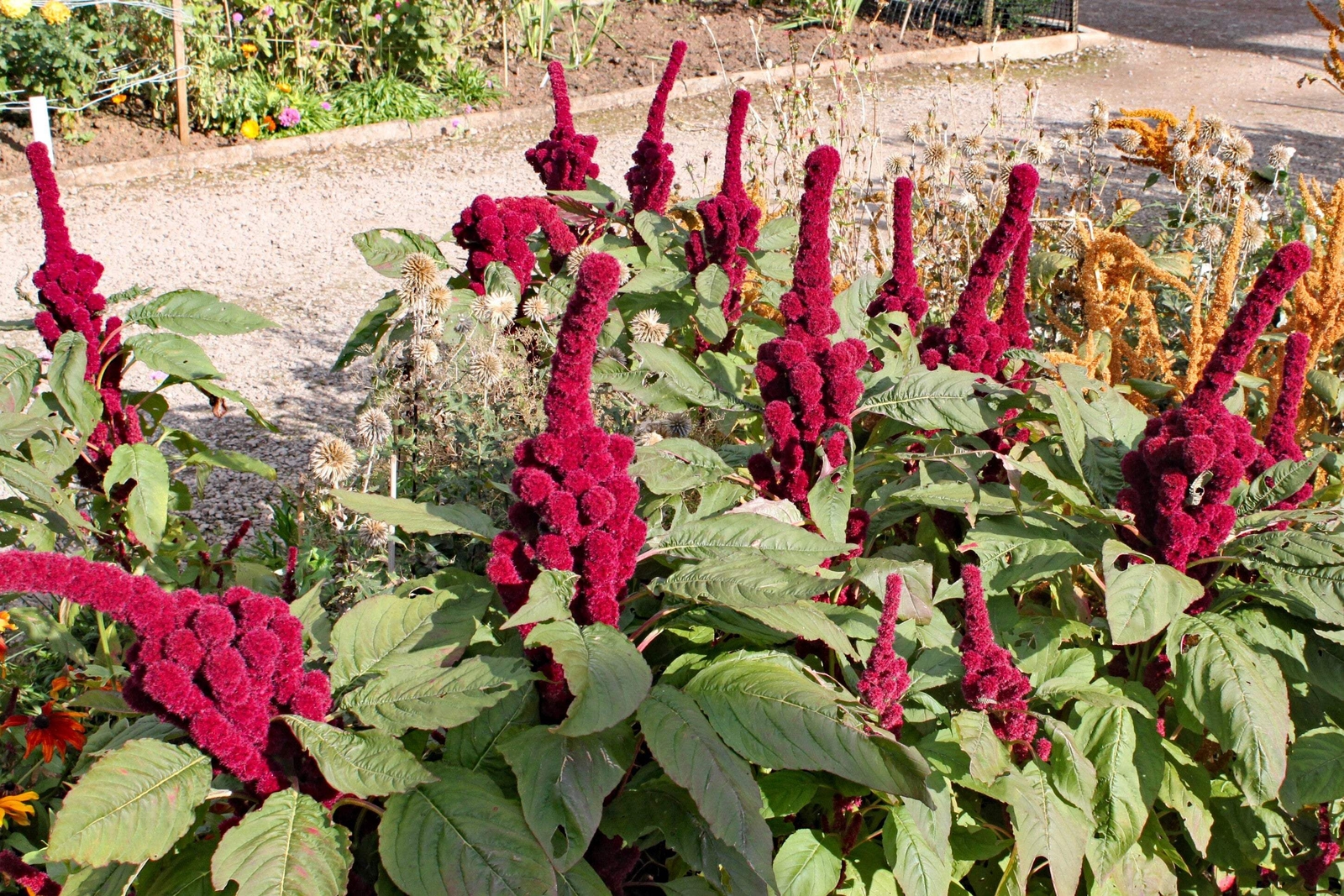 100 Organic ELEPHANT HEAD AMARANTHUS Amaranthus Gangeticus Burgundy Red Seeds