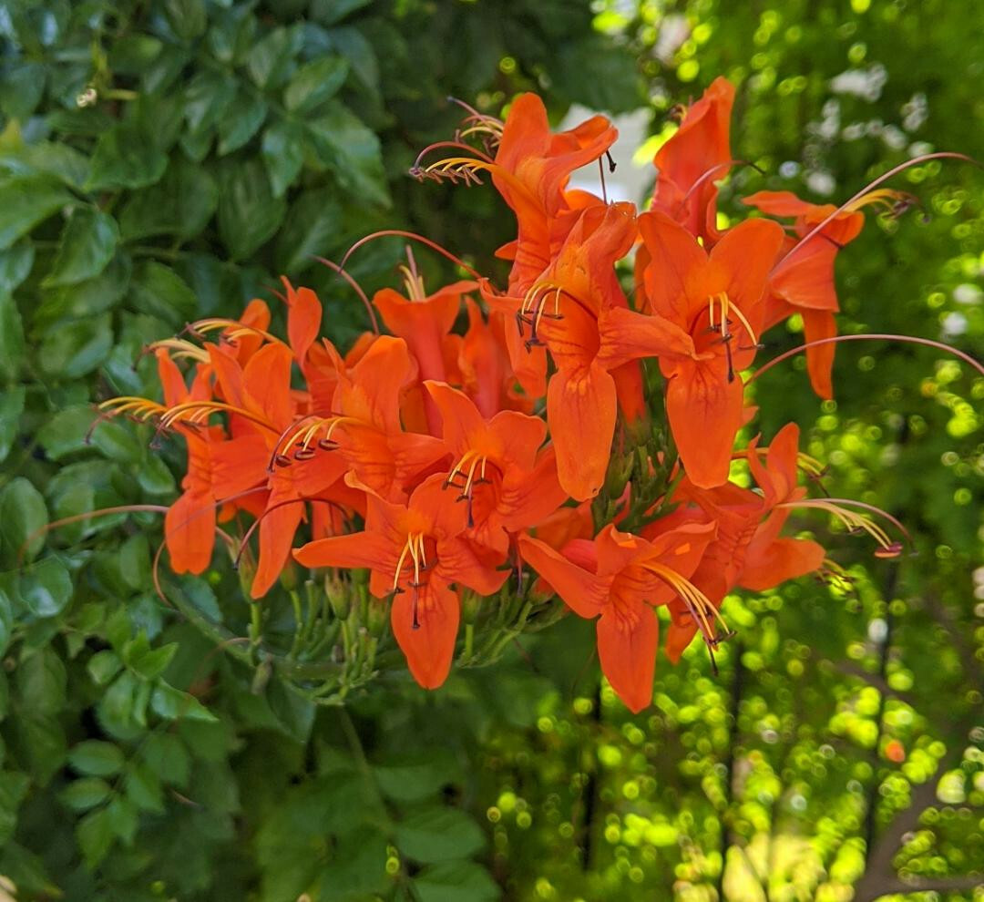 Free Shipping! 10 seeds Cape Honeysuckle—Golden Sunshine Hummingbird magnets!