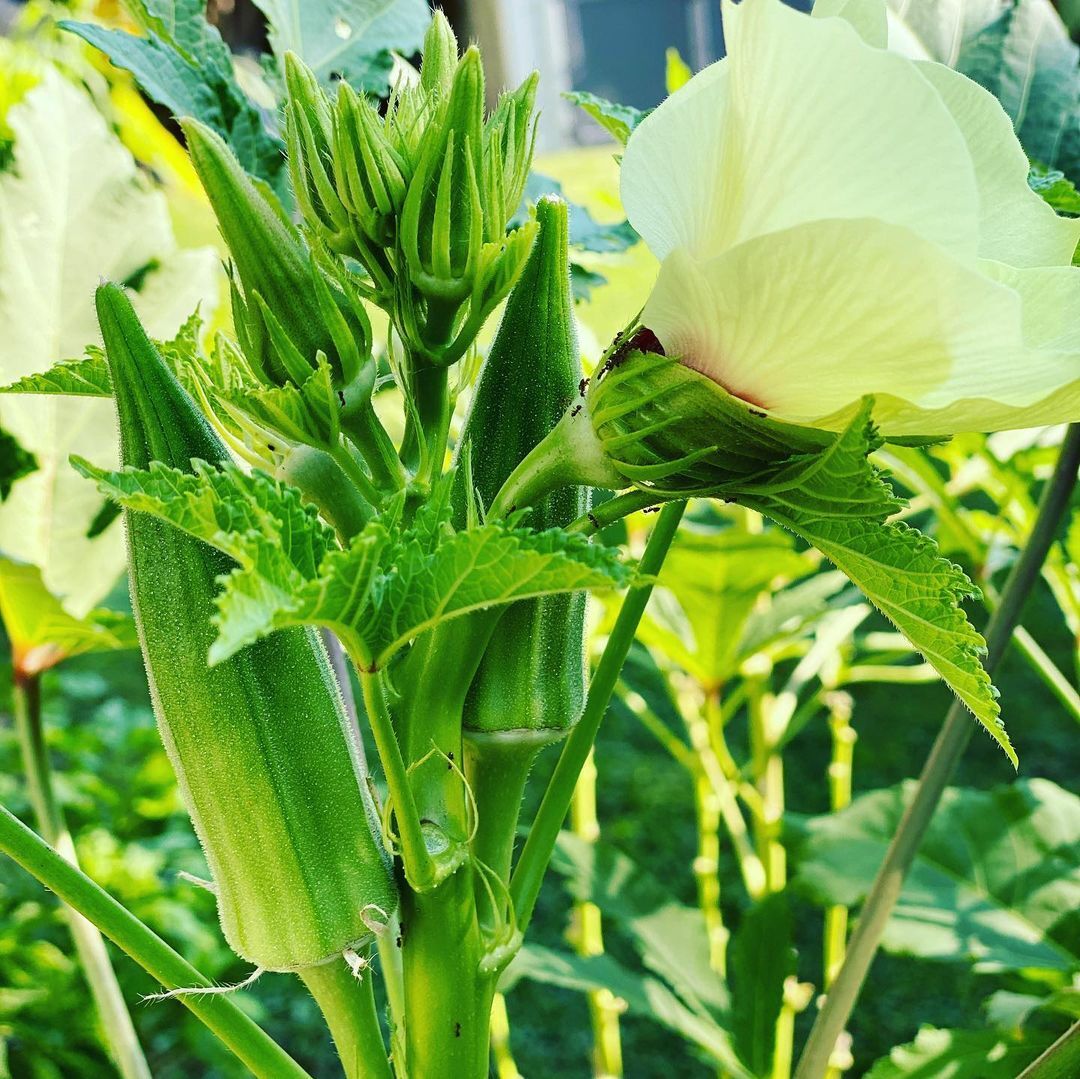 CLEMSON SPINELESS OKRA 10 SEEDS