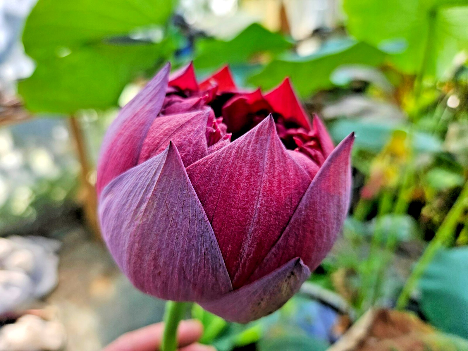 5 BLACK RED LOTUS SEEDS – Nelumbo Nucifera – ( Mo Hong Lotus )