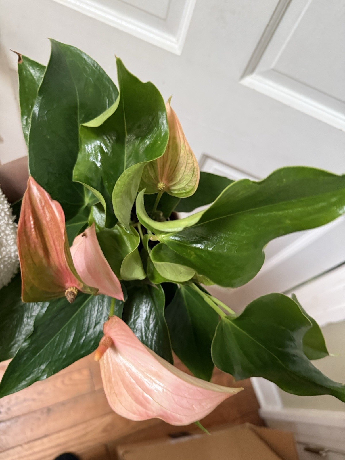 Anthurium Ace Of Hearts Rare Plant