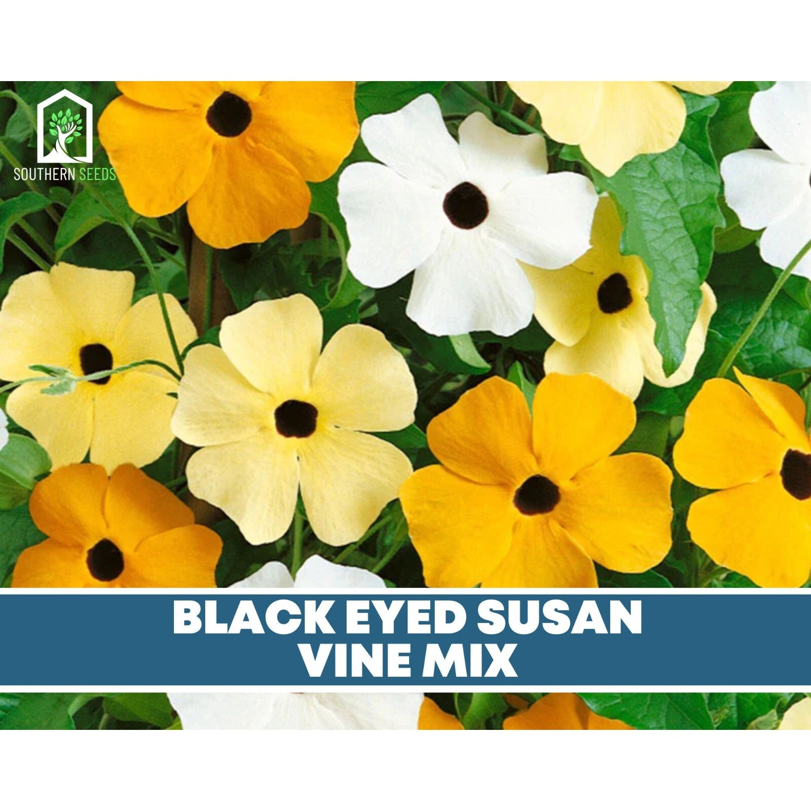Black-Eyed Susan, VINE mix – Heirloom Seeds – Non GMO (Thunbergia alata)