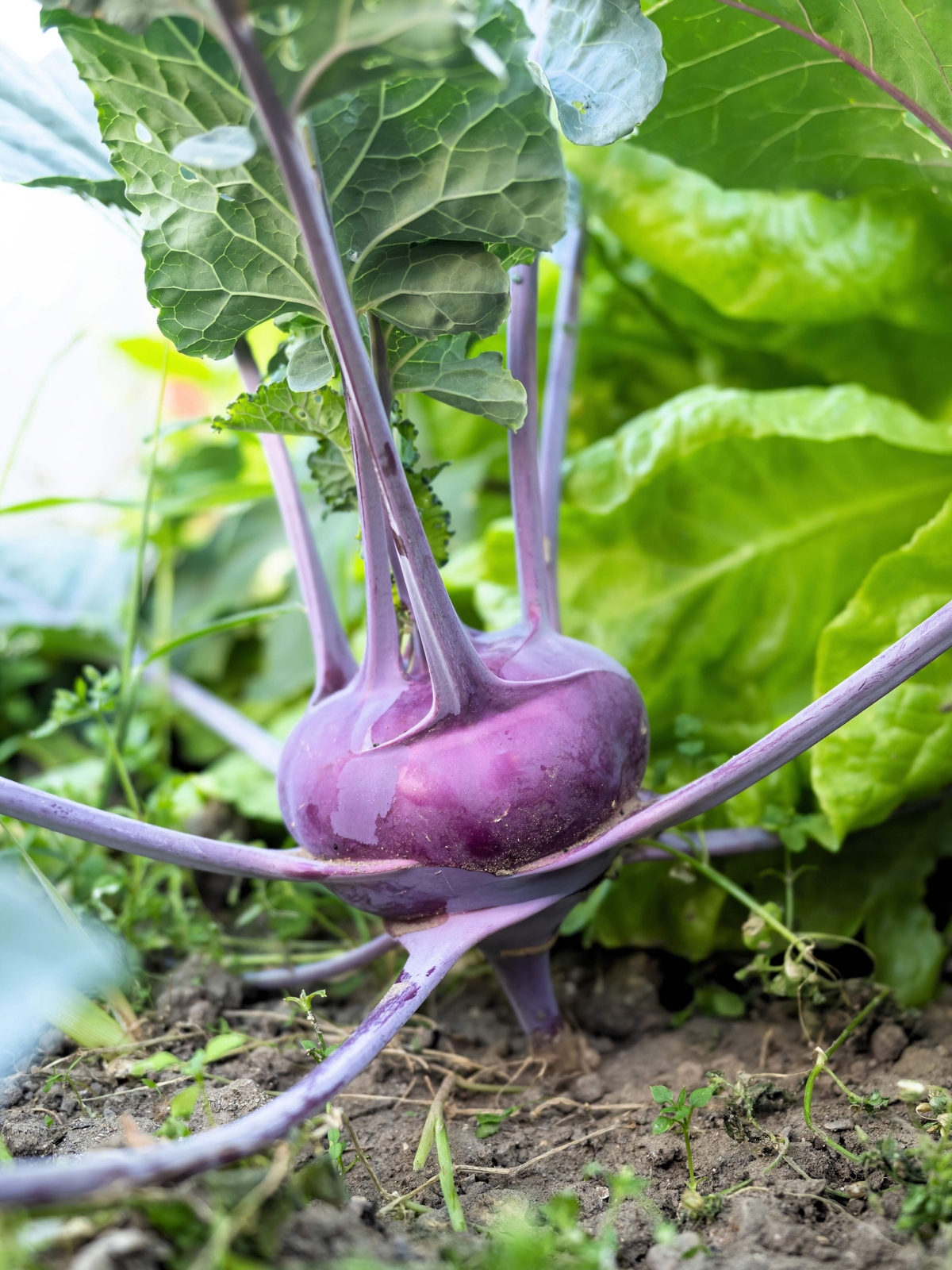 2000 PURPLE VIENNA KOHLRABI Brassica Oleracea Gongylodes Vegetable Seeds
