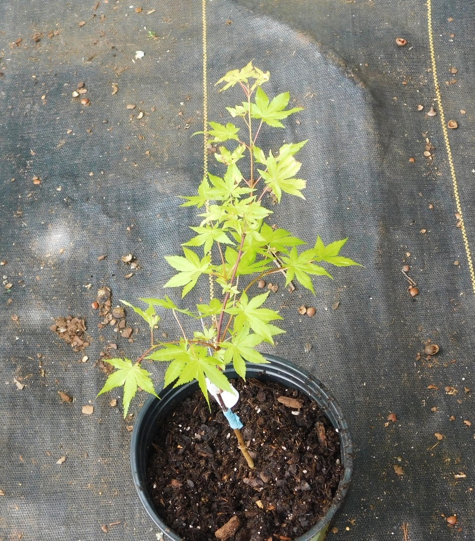 Yellow Cascade Grafted Japanese Maple Plants