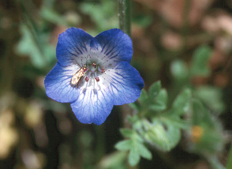 Wildflower Mix SHADE with Perennials 16 Species Pollinators Non-GMO 500+ Seeds