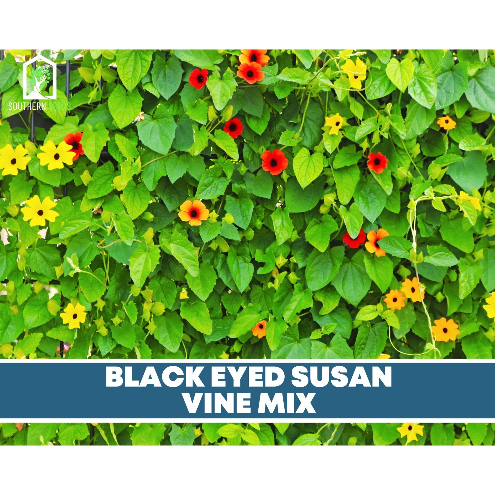 Black-Eyed Susan, VINE mix – Heirloom Seeds – Non GMO (Thunbergia alata)