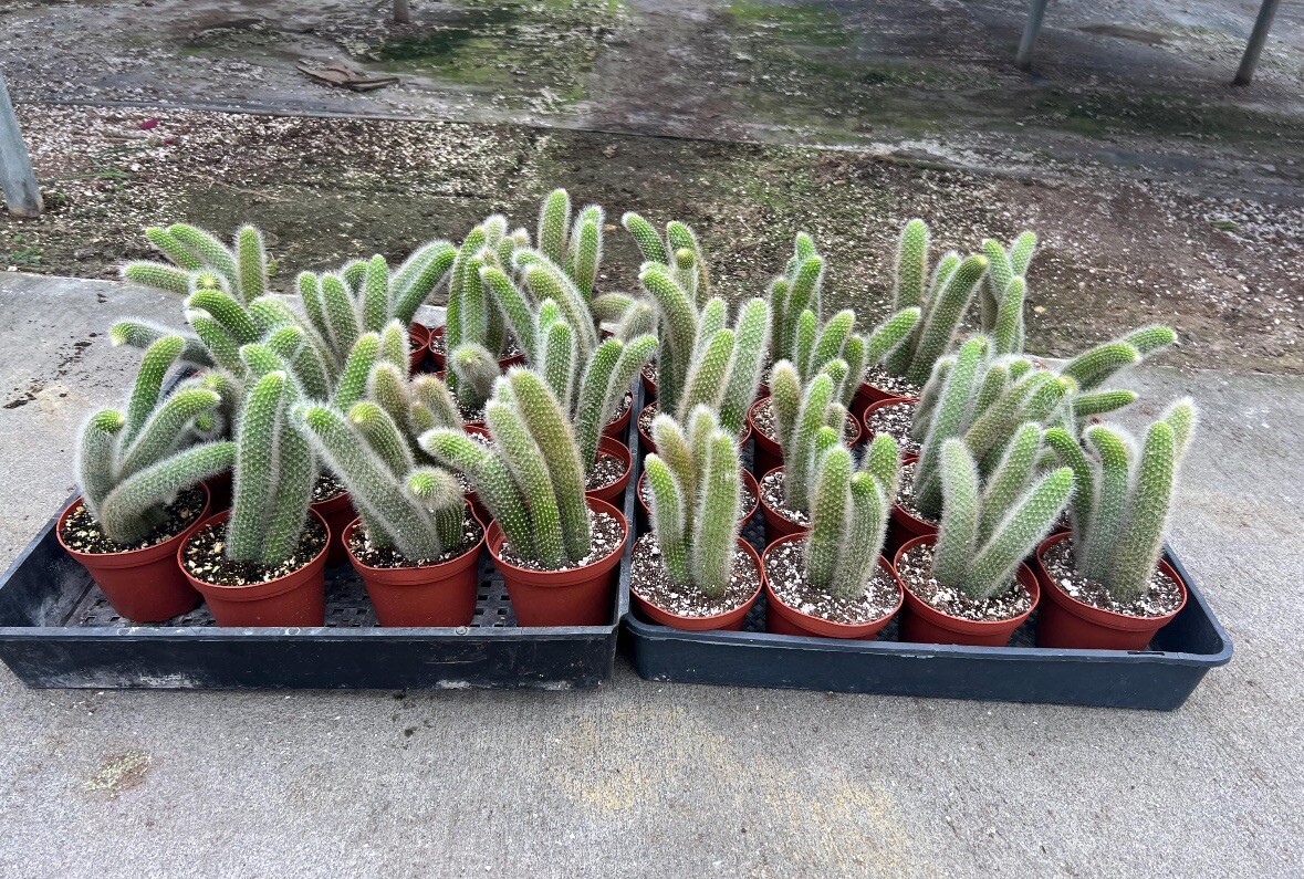 4″ Monkey Tail Cactus | Hildewintera Colademononis