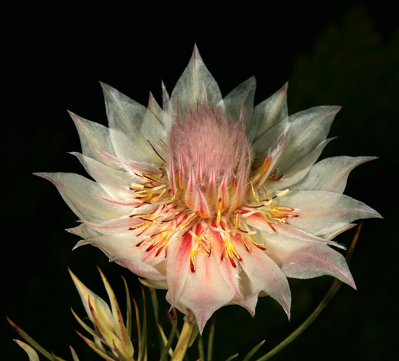 Serruria florida seeds (Blushing Bride) RARE high quality source (5 seeds)