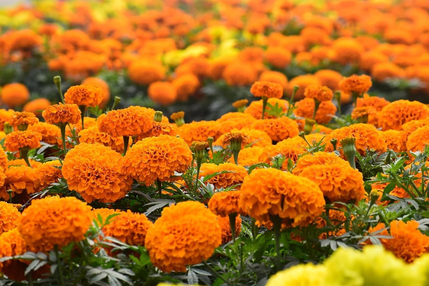 Marigold Seeds Bulk 10,000 Hawaiian and Cracker Jack for Outdoor Gardening