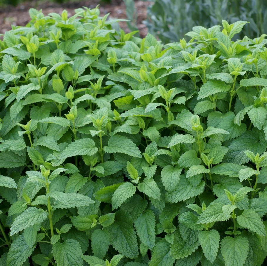 Lemon Balm Live Starter Plants – 3-6″ Tall – Fragrant Perennial Herb – Zones 4-9