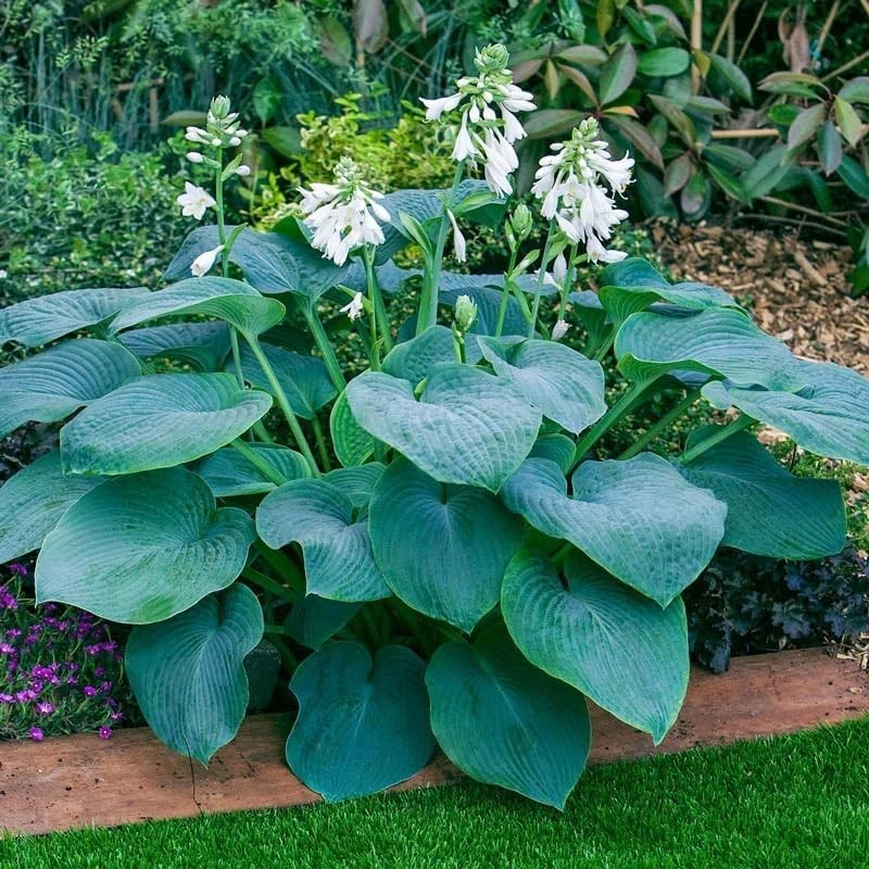 High Germination Rate Hosta Seeds – 200+ Perennial Flowers for -Round Beauty