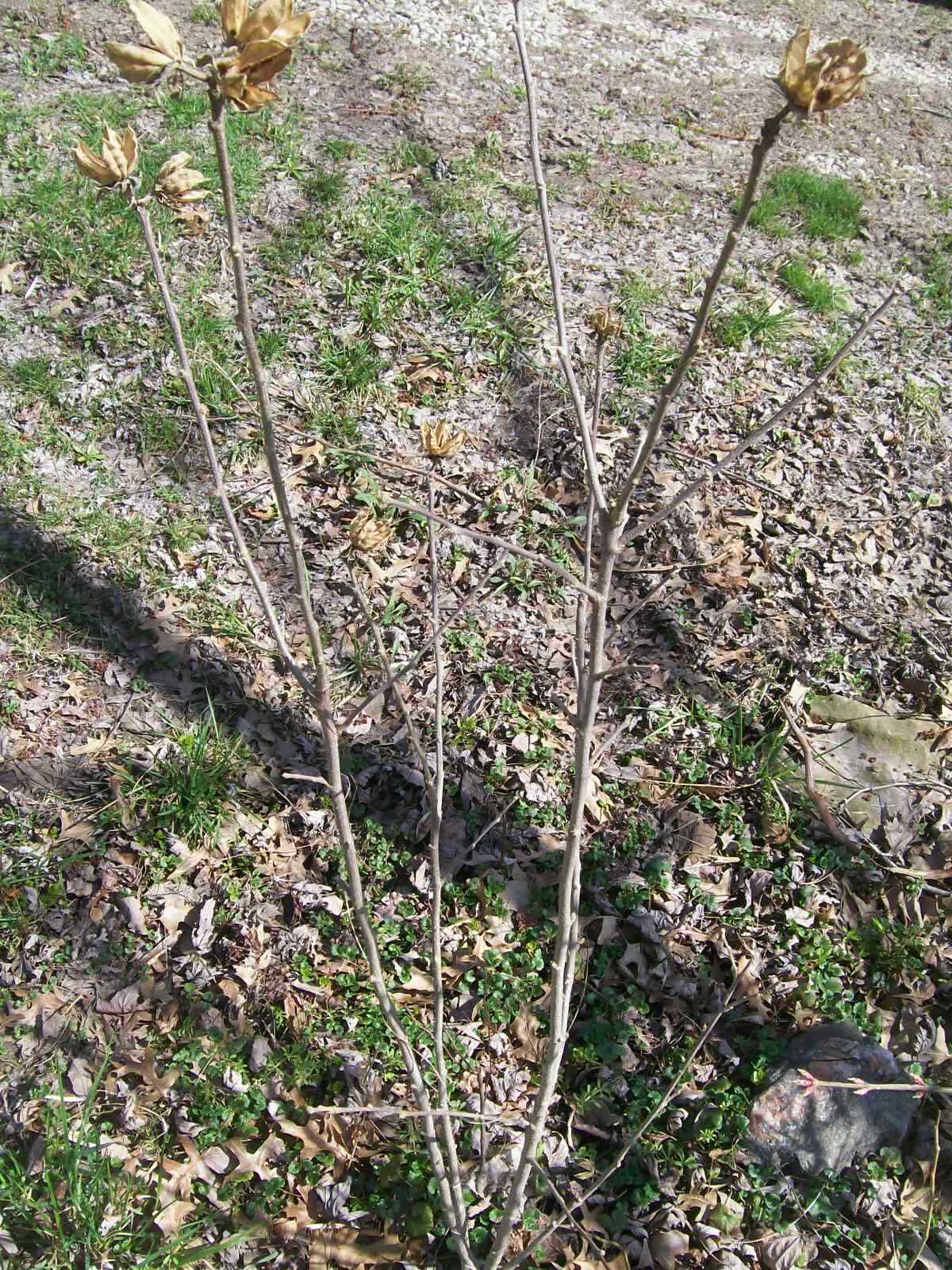 ROSE OF SHARON PLANT 24 TO 36 INCHES 2-3 YEAR OLD MIX WHITE OR PURPLE