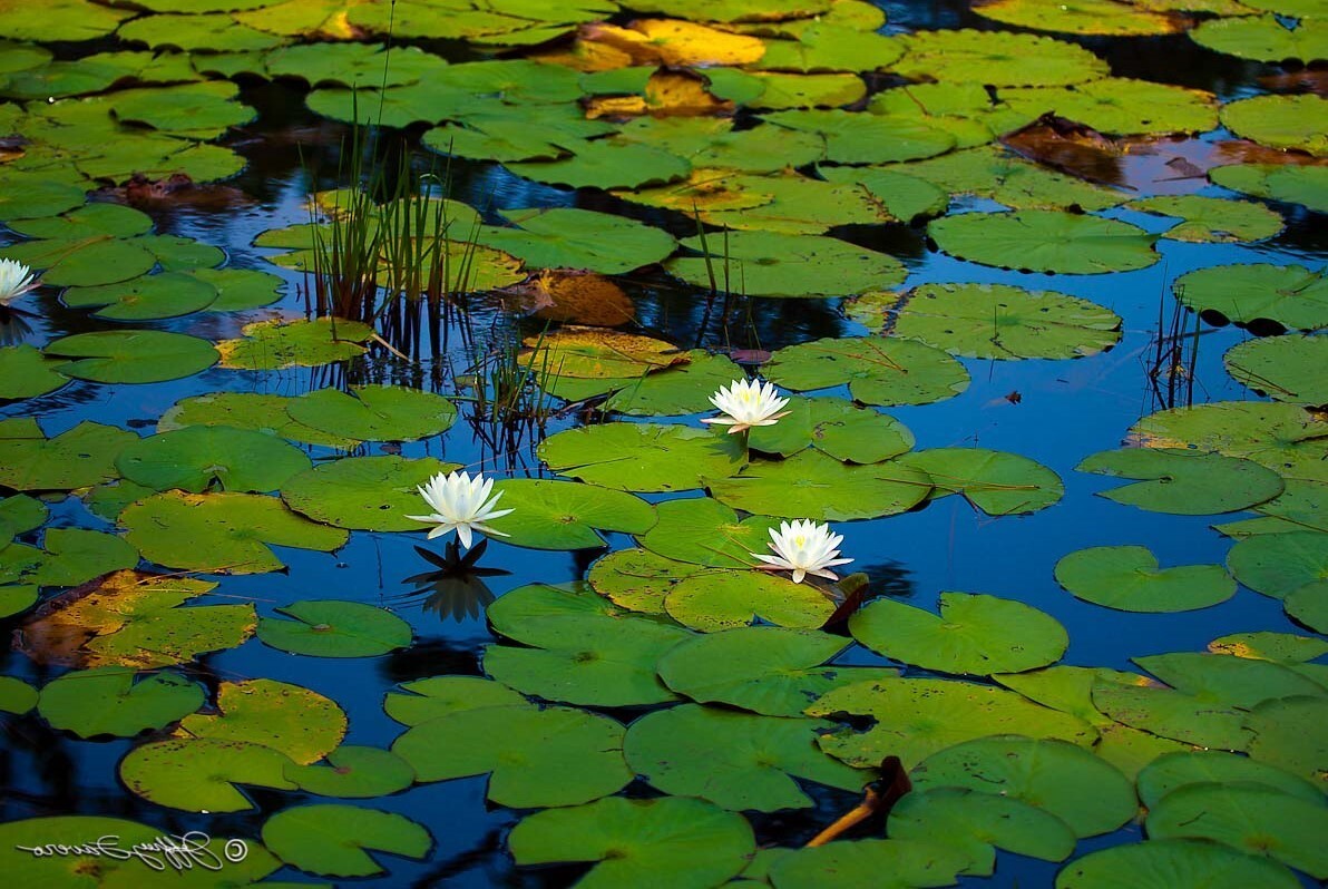 Lily Pads – Perennial Bare Root Live Garden Plant Outdoor
